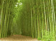 Detailbild Bambus Wald