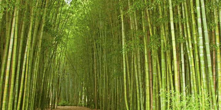 Detailbild Bambus Wald