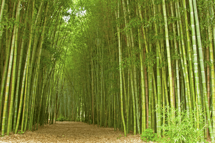 Detailbild Bambus Wald