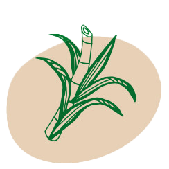 Verpackungen aus Bagasse / Zuckerrohr